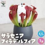 ITANSEサラセニア・フィラデル...