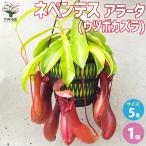 ITANSEネペンテスアラータ観葉...