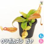食虫植物ウツボカズラガヤ観葉植物3...