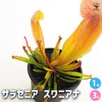 食虫植物 サラセニア スワニアナ 観葉植物 3号/1個売り おしゃれ オシャレ 可愛い 鑑賞 観賞 食肉植物 食虫 虫を食べる 害虫対策 虫取り
