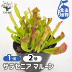 サラセニアマルーン観葉植物2号/1...