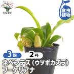 食虫植物ウツボカズラフーケリアナ観...