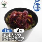 ハエトリソウレッドピラニア観葉植物...