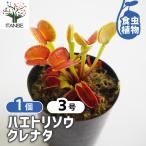 ハエトリソウクレナタ観葉植物3号/...