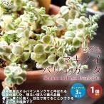 ITANSE セダム マキノイバリエガータ 多肉植物 グランドカバー苗 3号…