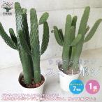 ITANSE ウチワサボテン スミエボシ 多肉植物 7号鉢 リビングやオフィス向きサイズ 1個売り インテリア オブジェ プレゼント 贈答 送料無料 イタンセ公式
