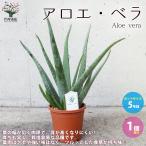 ITANSE アロエ・ベラ ハーブの苗 多肉植物苗 5号鉢苗 1個売り インテリア オブジェ 新生活 プレゼント 贈答 送料無料 イタンセ公式