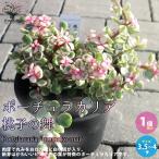 ITANSE сумка .laka задний * Momoko. Mai (.. это ..) суккулентное растение 3.5~4 номер pot рассада 1 шт продажа новый жизнь подарок .. бесплатная доставка i язык se официальный 