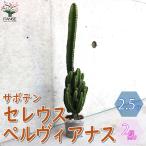 ITANSE サボテン・セレウス・ペルヴィアナス 多肉植物 2.5号ポット お買い得2個セット インテリア プレゼント 贈答 送料無料 イタンセ公式