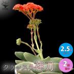 ITANSE多肉植物クラッスラ・神...