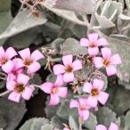 ITANSEカランコエ・プミラ多肉...