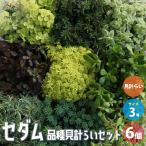 ITANSEセダム品種見計い多肉植...