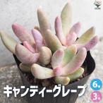 ITANSEパキセダムキャンディー...