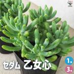 ITANSEセダム乙女心オトメゴコ...