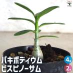 パキポディウム・ビスピノーサム