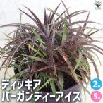 ITANSE ディッキア バーガンディーアイス 庭木 5号鉢/お買い得2個セット インテリア 室内 おしゃれ 観賞用 観葉植物 イタンセ公式