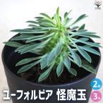 ITANSEユーフォルビア怪魔玉多...