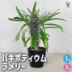 ITANSE 多肉植物 パキポディウム ラエリー 観葉植物 3号鉢/1個売り 多肉植物 寄せ植え ガーデニング リビング オフィス 事務所