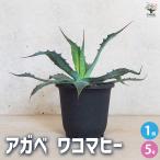 ITANSEアガベワコマヒー多肉植...