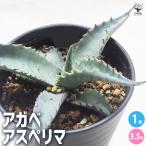 ITANSEアガベアスペリマ多肉植...