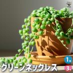 ITANSE多肉植物グリーンネック...