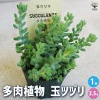 ITANSE 多肉植物 玉ツヅリ 多肉植物 2.5号鉢/1個売り 多肉植物 …