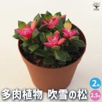 ショッピングエケベリア 多肉植物 吹雪の松 多肉植物 2.5号ポット/お買い得2個セット 多肉植物 寄せ植え ガーデニング リビング オフィス 事務所 インテリア