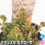 クラッスラセツローサ多肉植物2.5...