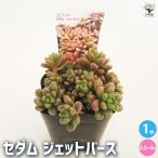 セダムジェットバース多肉植物2.5...
