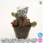 セダムステファニーゴールド多肉植物...