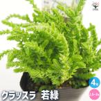 クラッスラ若緑多肉植物2.5〜3号...