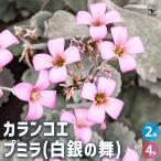 カランコエ 白銀の舞 多肉植物 4号/お買い得2個セット カラーリーフ ガー…