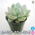 ショッピングエケベリア エケベリア ラウィーリンゼ 多肉植物 2.5号/1個売り 多肉植物 観葉植物 インテリアグリーン