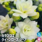 カランコエ クイーンローズ シーア 多肉植物 4号/お買い得3個セット カラ…
