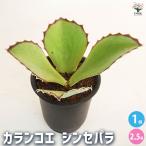 カランコエ シンセパラ 多肉植物 2.5号/1個売り カラーリーフ ガーデニ…