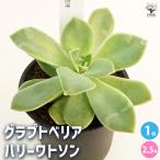 グラプトベリアハリーワトソン多肉植...