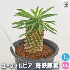 ユーフォルビア蘇鉄麒麟多肉植物2....