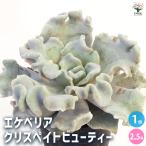 ショッピングエケベリア エケベリア クリスペイトビューティー 多肉植物 2.5号/1個売り 観葉植物 インテリアグリーン