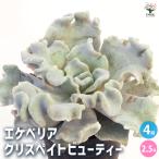 ショッピングエケベリア エケベリア クリスペイトビューティー 多肉植物 2.5号/お買い得4個セット 観葉植物 インテリアグリーン