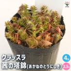 クラッスラ茜の塔錦多肉植物2.5号...