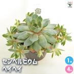 センペルビウムヘイヘイ多肉植物4号...