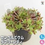 センペルビウムラブリーレディ多肉植...