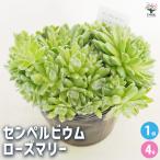 センペルビウムローズマリー多肉植物...