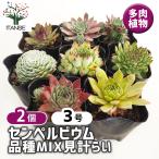 センペルビウム品種MIX見計らい多...