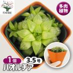  - oru Cheer товар вид неизвестен A суккулентное растение 3.5 номер /1 шт продажа - oru Cheer . хавортия декоративное растение подарок подарок 