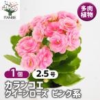  каланхое Queen rose розовый серия суккулентное растение 2.5 номер /1 шт продажа цвет leaf садоводство оценка 