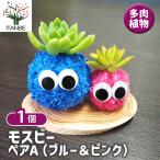  много мясо .... Moss Be пара A суккулентное растение /1 шт продажа .... садоводство living офис офисная работа место интерьер 