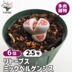 リトープスミックベルゲンシス多肉植...