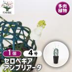 セロペギアアンプリアータ多肉植物4...
