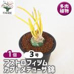 アストロフィツムカプトメデューサ錦...